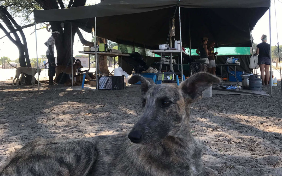 Spring 2019 Newsletter