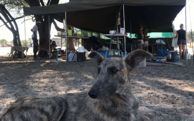 Spring 2019 Newsletter