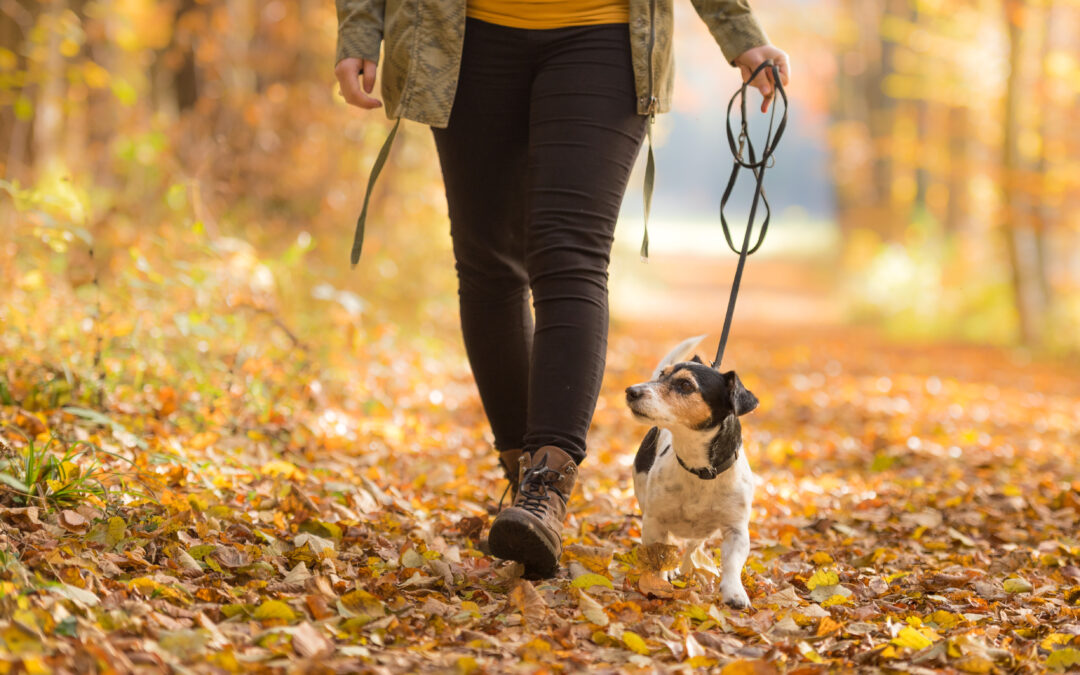 Autumn 2023 Newsletter