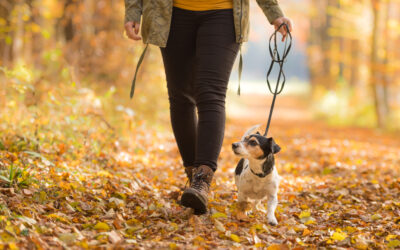 Autumn 2023 Newsletter