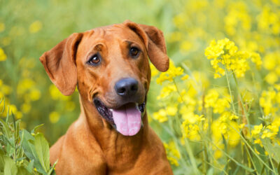 Spring 2025 Newsletter