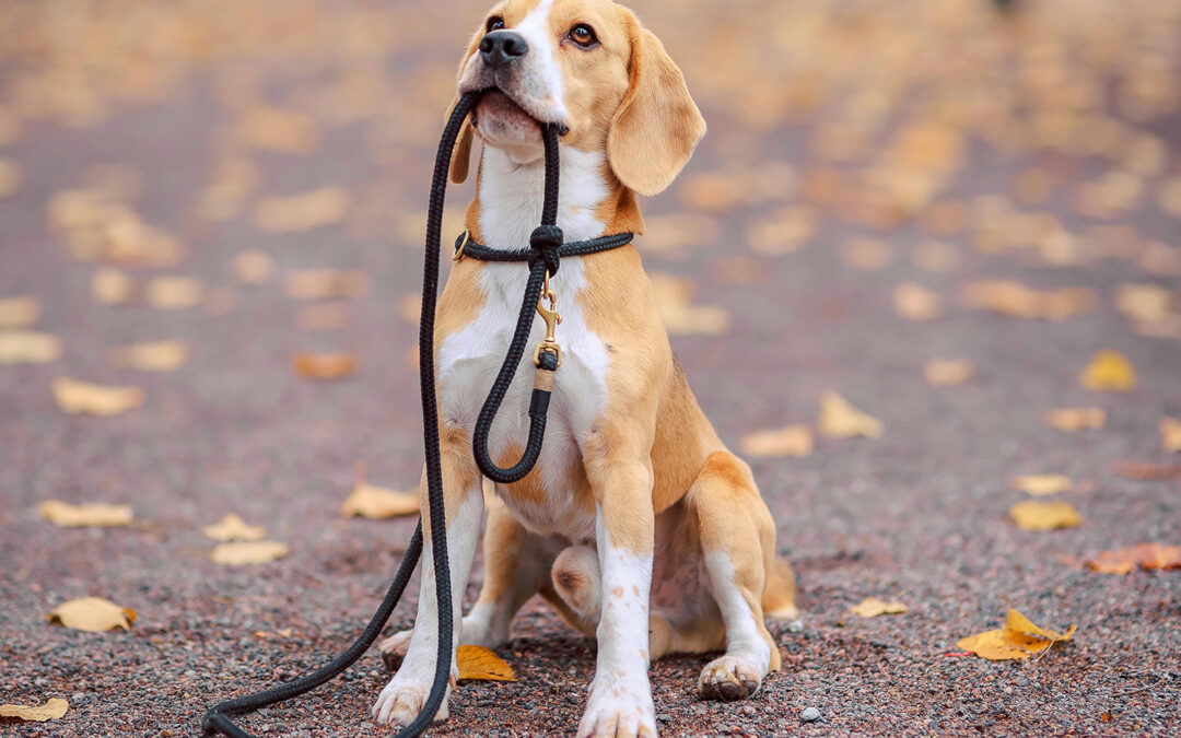 Autumn 2025 Newsletter